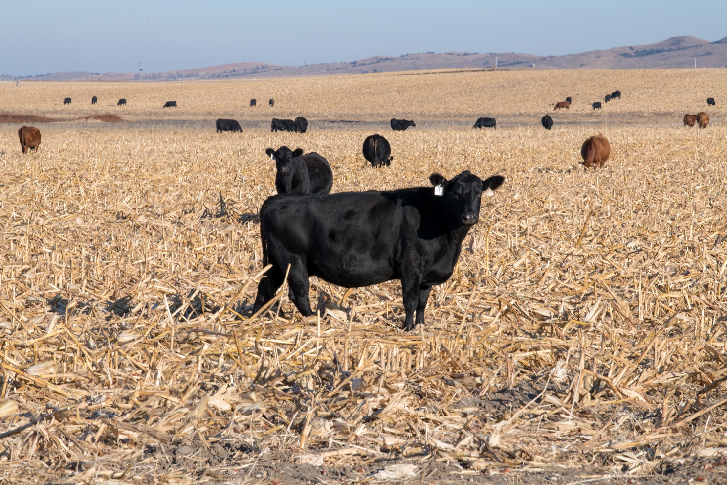 Cow on corn stalks