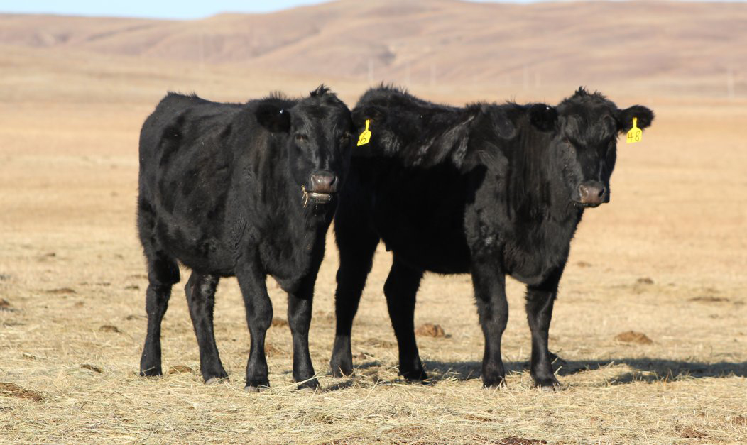 Second Calf Heifers