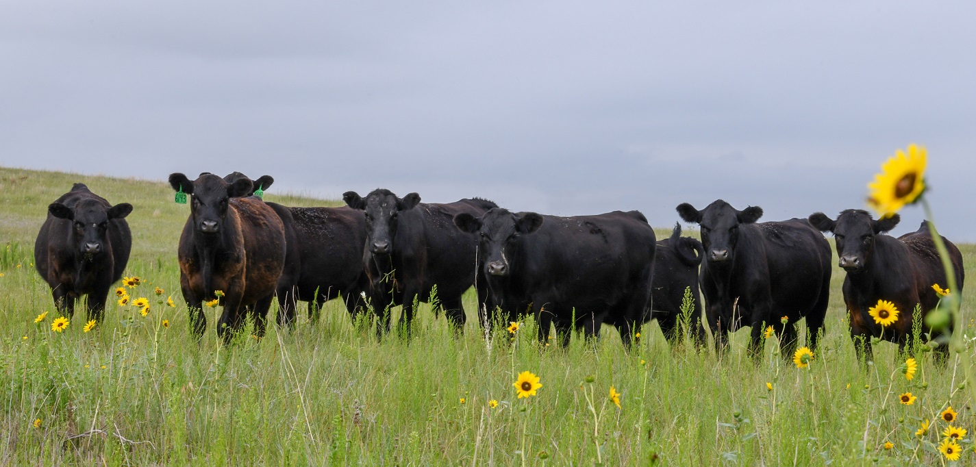 Yearling cattle on grass