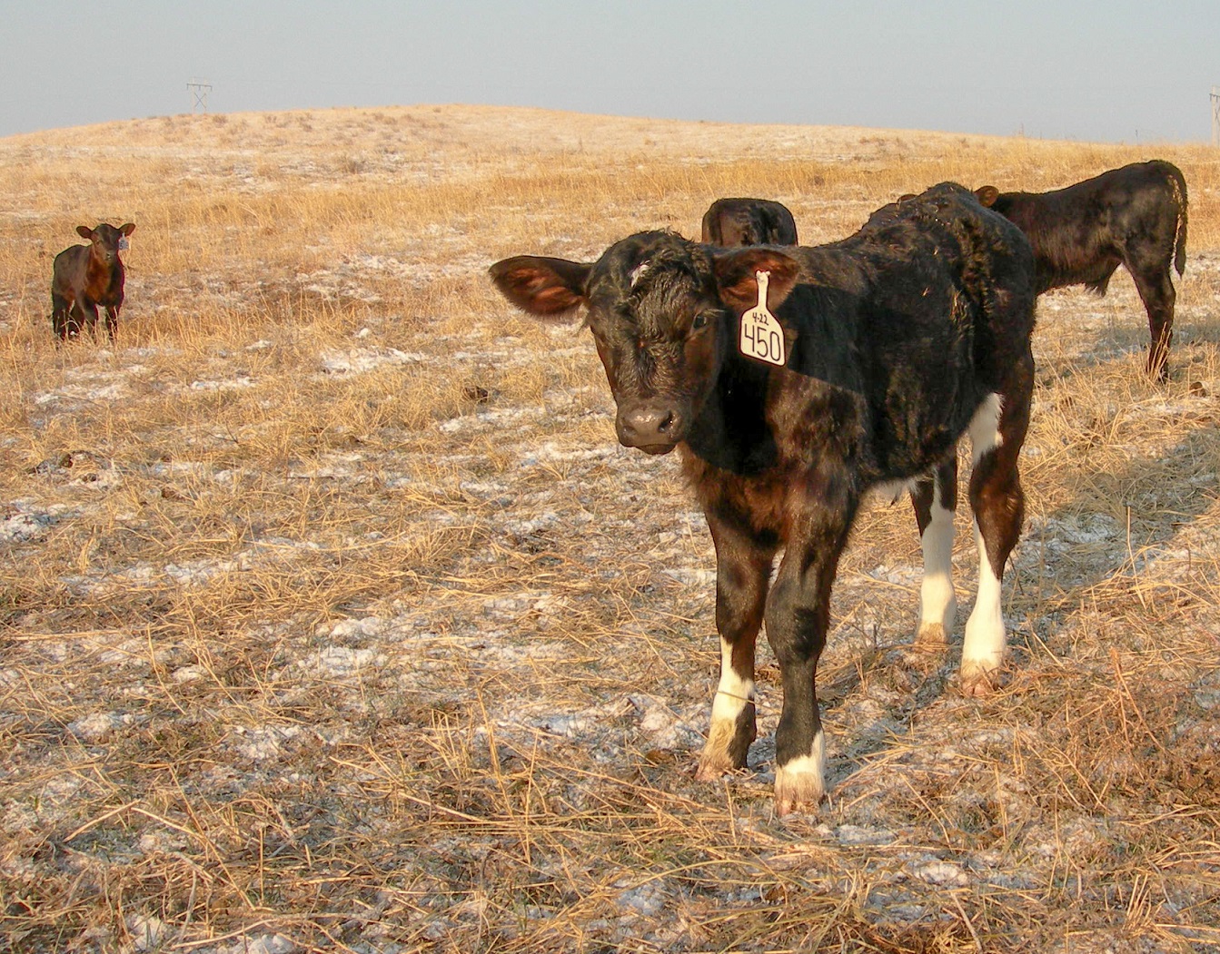 Will Feeding Silage to Lactating Cows Give my Calves Scours? | UNL Beef