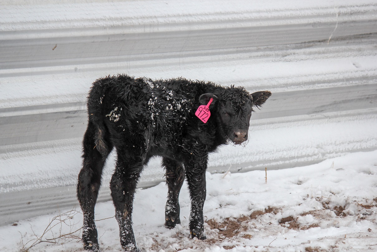 calf in snow