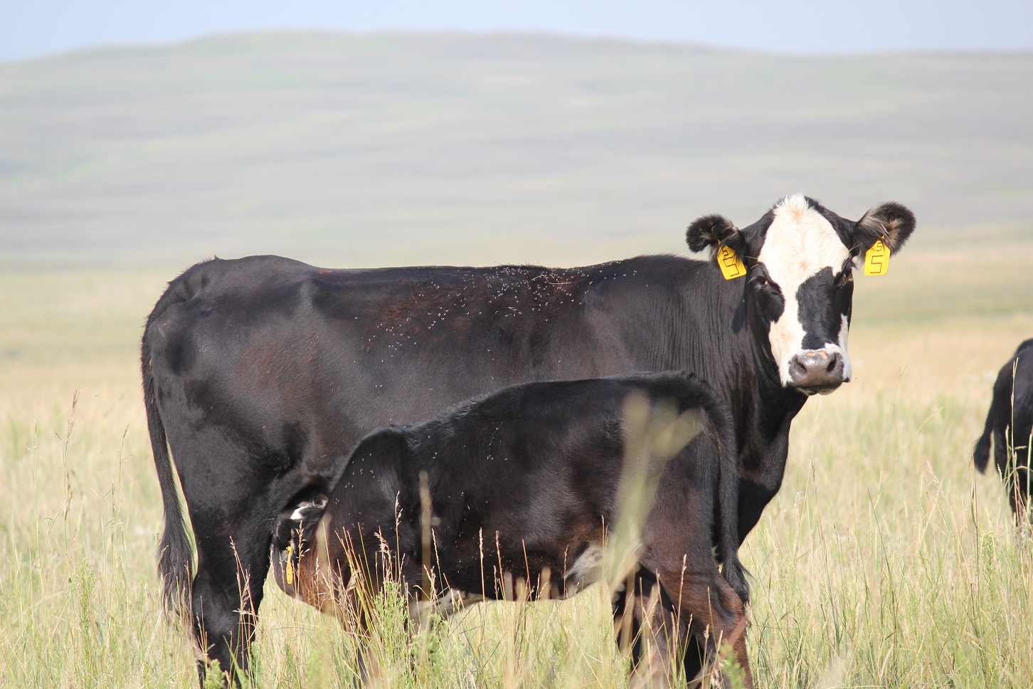 cow standing in field