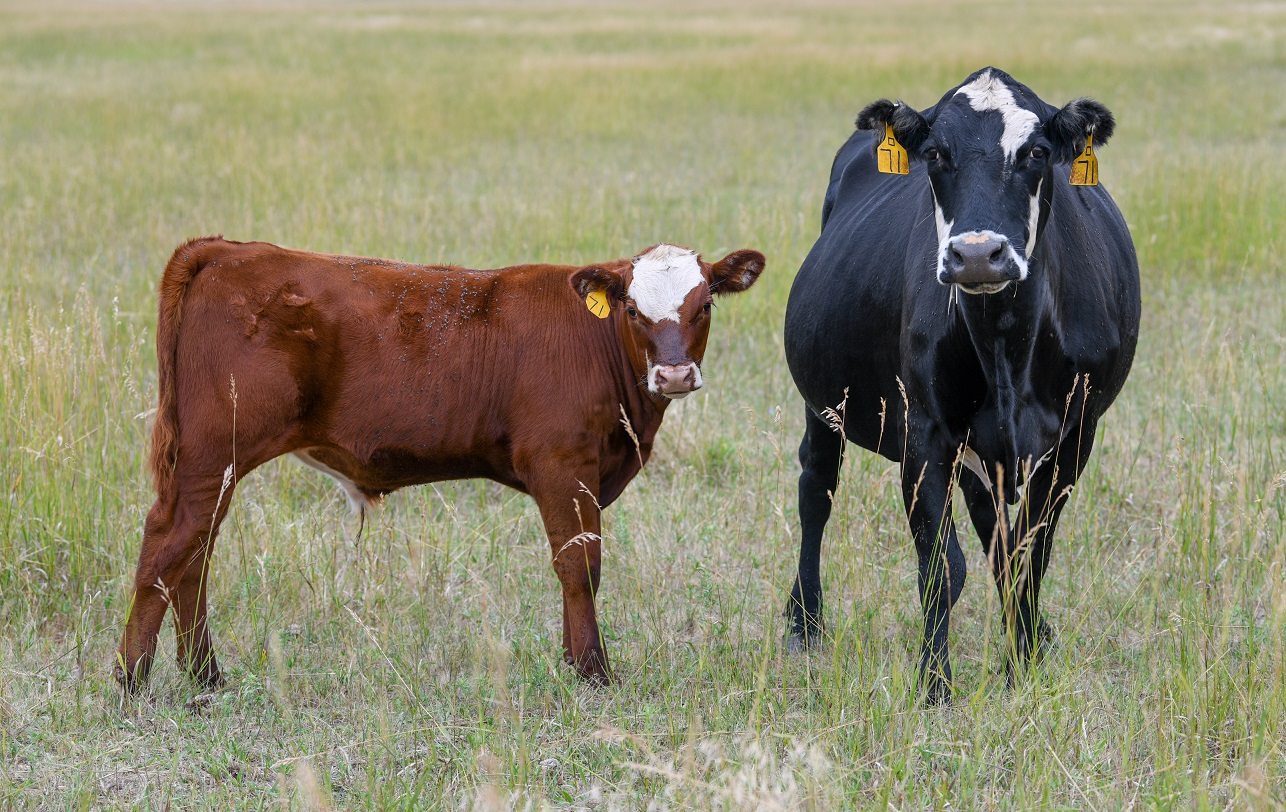 Managing Cows through Dry Conditions | UNL Beef