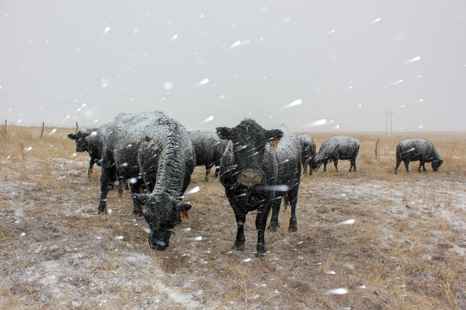Winter grazing cows