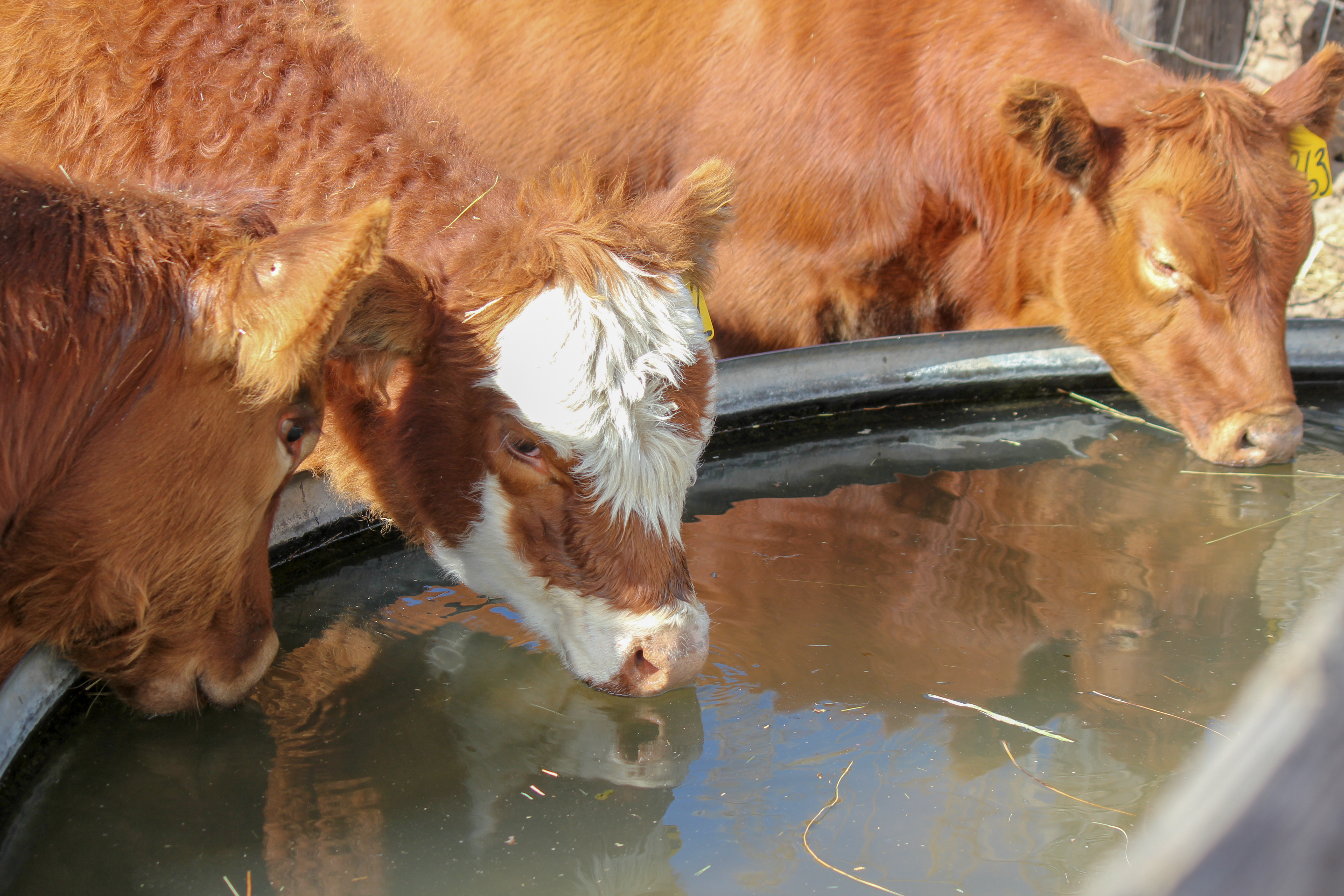 Weaned calves drinking from tank