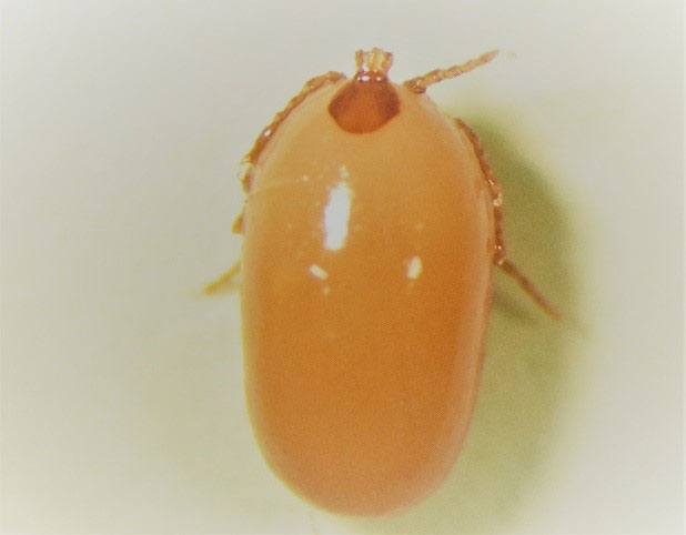 Figure 1. Engorged nymph, winter tick. Photo credit Dave Boxler.