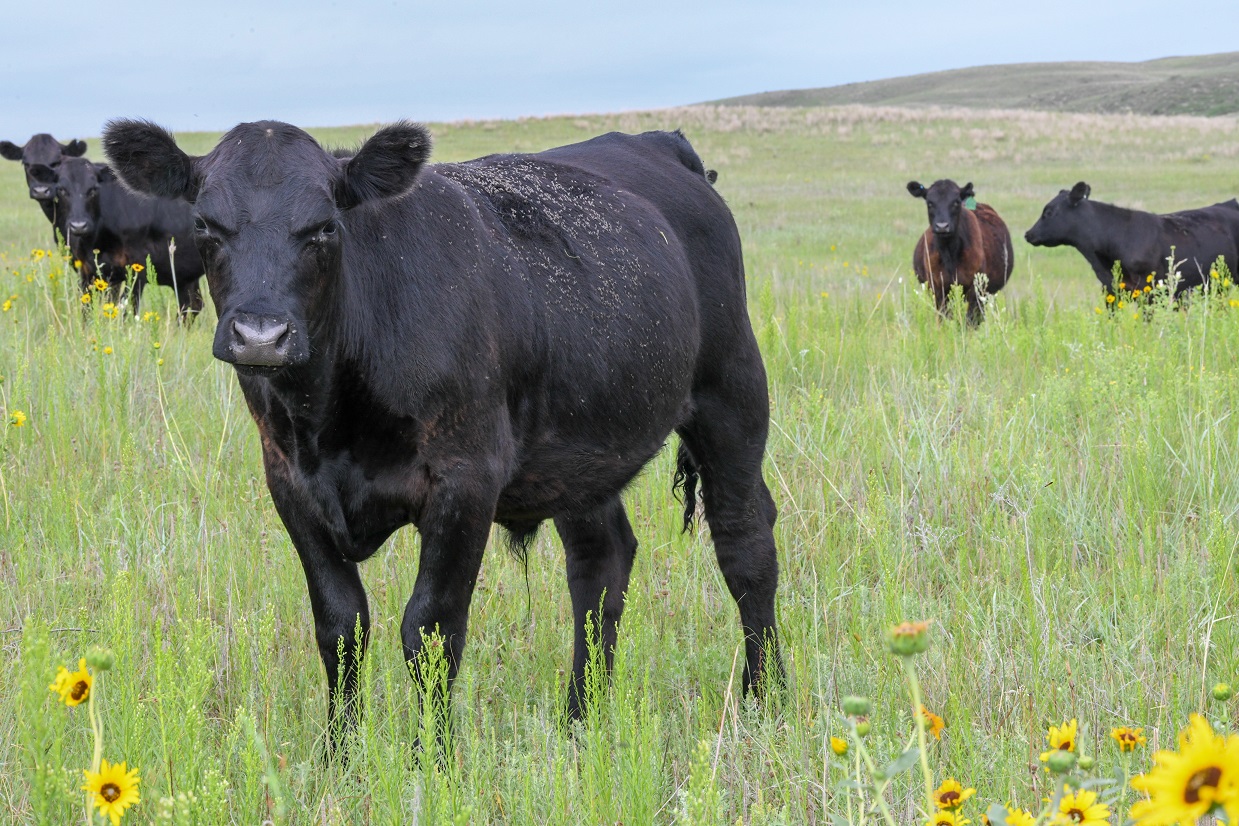 Yearling steer in pasture