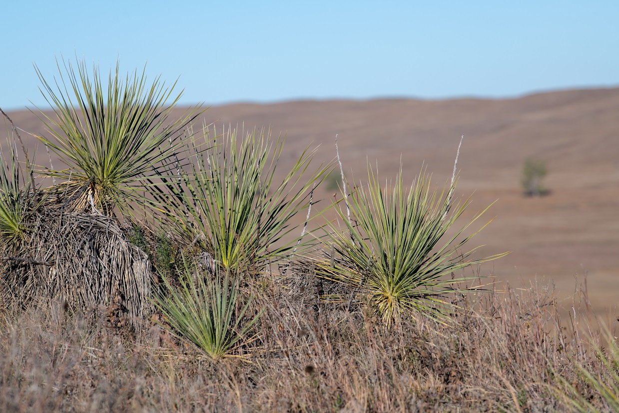 Yucca plants