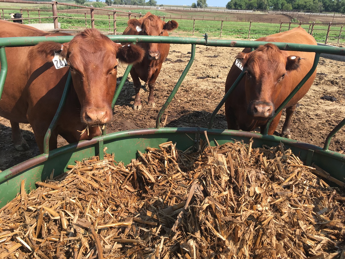 Cows at feeder