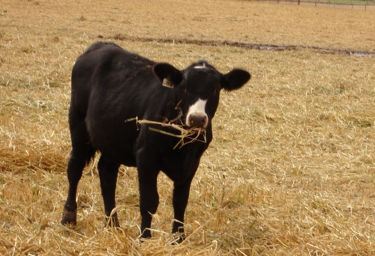 Calf grazing windrow