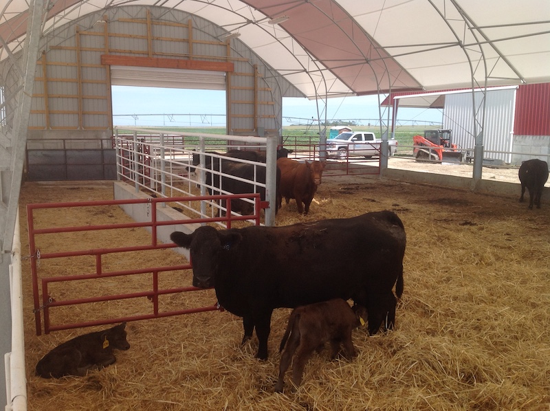 photo of cattle in a hoop barn