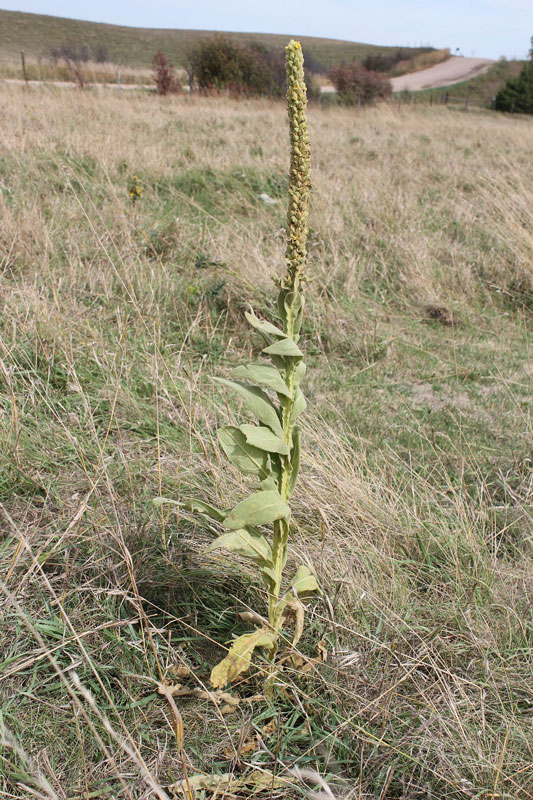 Common mullein in the field