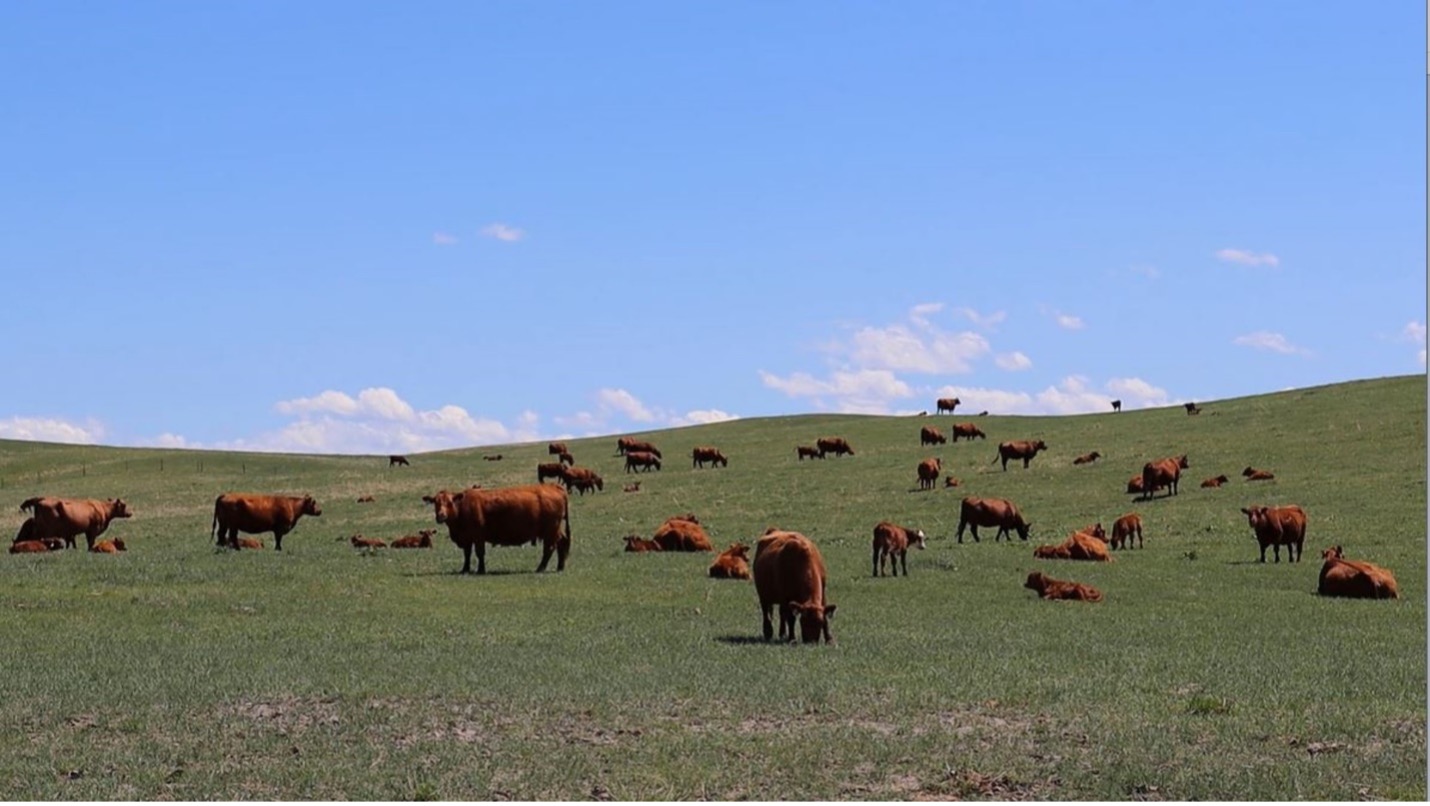 Cows grazing on rangeland