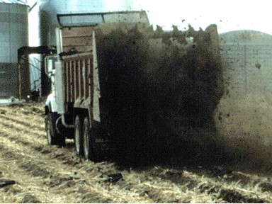 Applying beef manure to a field