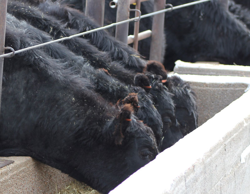 Cattle eating from a trough