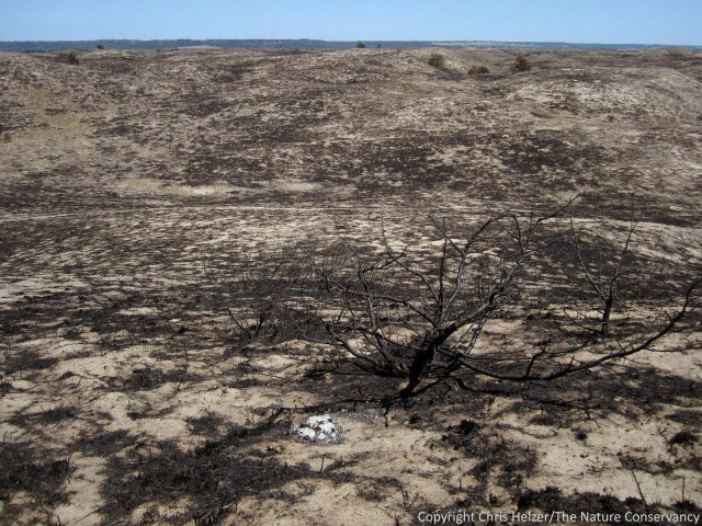Sandhills grassland that was burned in a wildfire in 2012