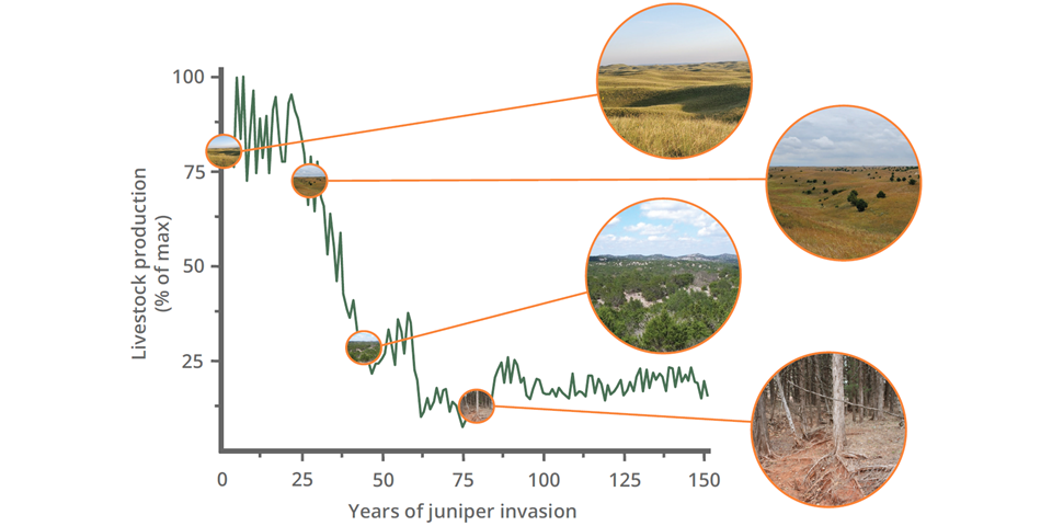 Figure showing the relationship between livestock production and invasion by Juniperus tree species