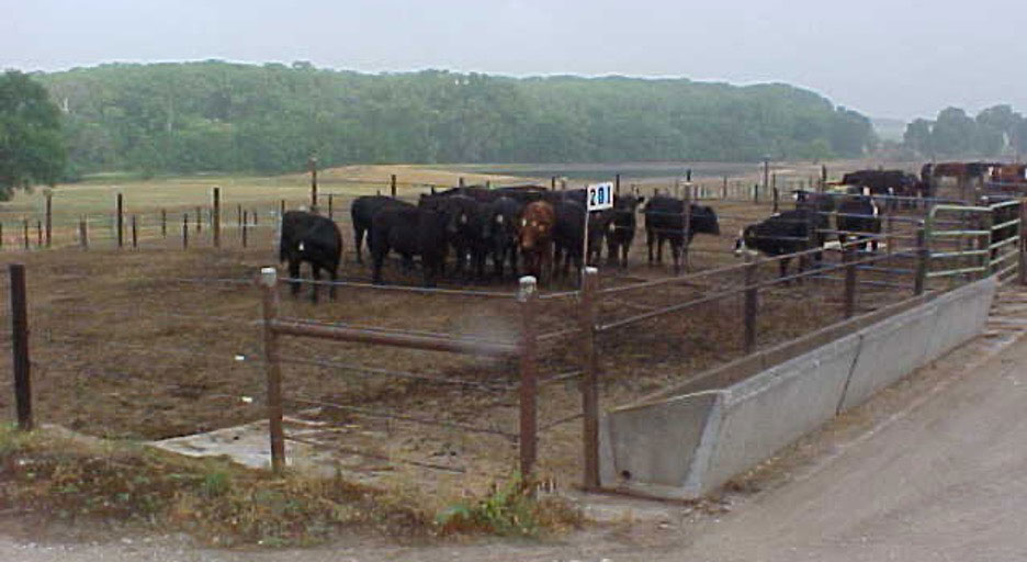 Cattle crowding together on a hot day.