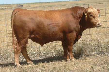 Side view of a cow