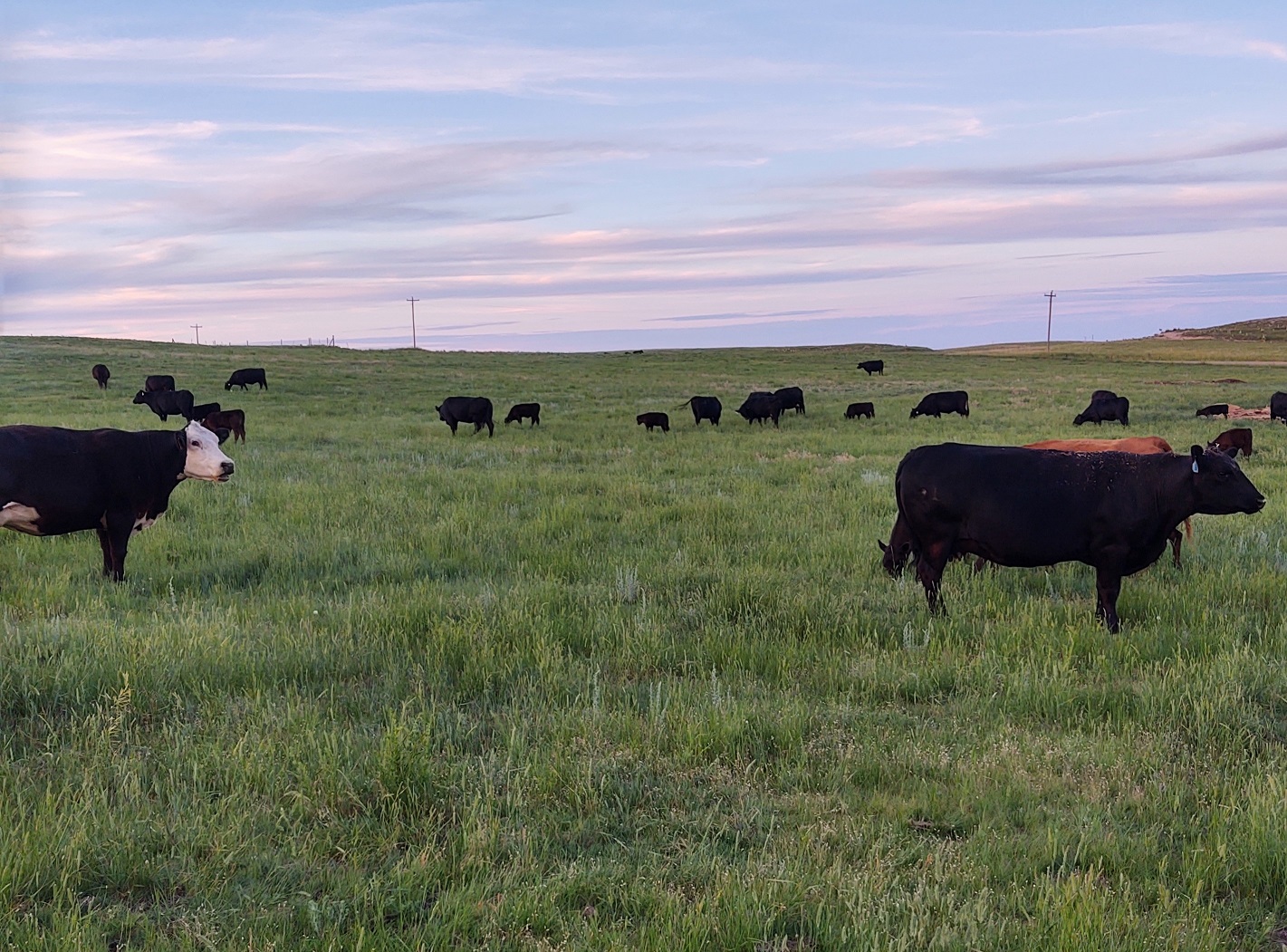 Cows on rangeland