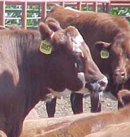 Photo of cattle during high heat and humidity