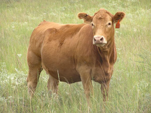 photo of bred heifer in pasture