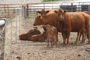 photo of cows with calves