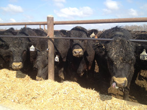 photo - cattle in UNL research feedlot