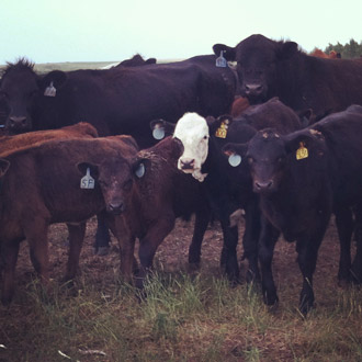 photo of cows with calves