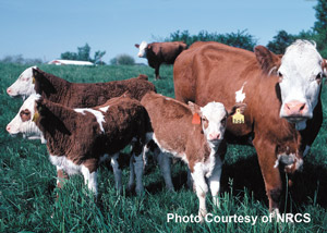 photo of cow with calves