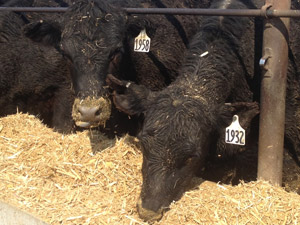 photo of cattle feeding on hay