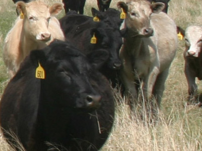 several cattle in a pasture