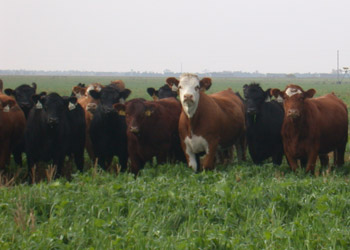 cattle grazing in annual forage field