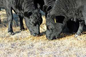 photo of calves eating forage with distillers grains