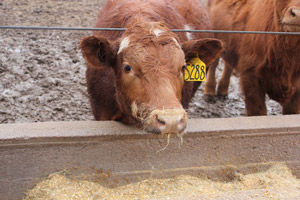 photo of cattle at feedbunk in muddy feedlot