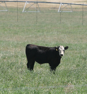 photo - backgrounding calves - calf in irrigated pasture