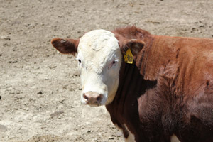 photo of steer in feedlot