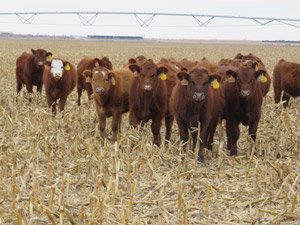photo - calves grazing in corn stalks