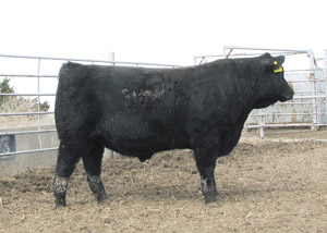 photo of bull in pen