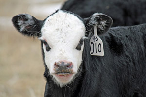 photo of calf face