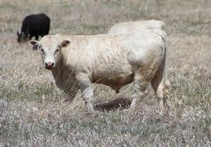 photo of bull in pasture with cows