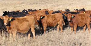 photo of heifers in pasture