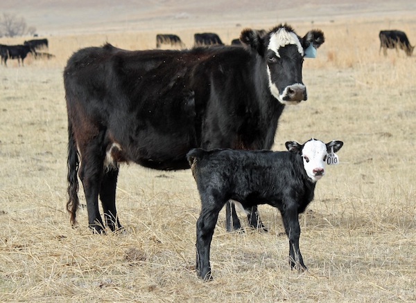 mother cow and calf in field with other cattle