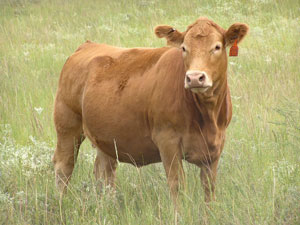pregnant cow in pasture