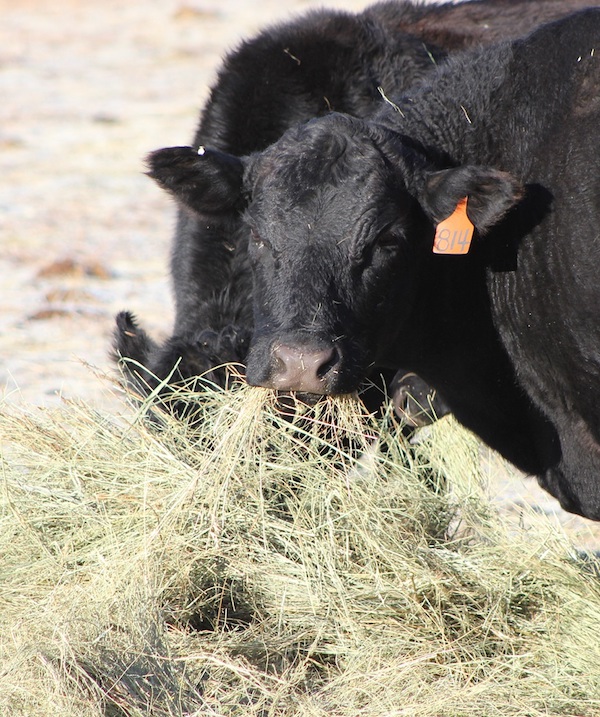 photo of cattle eating forage