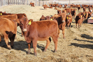 photo of weaned calves along fenceline