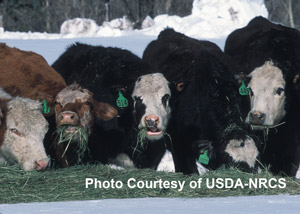 cattle in snow feeding on hay