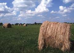 photo - large round hay bale in field