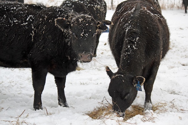 photo of cattle eating hay on snowy ground