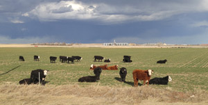 photo of cattle grazing in winter small grains field